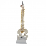 Подвесная гибкая анатомическая модель позвоночника человека Anatom 45 см